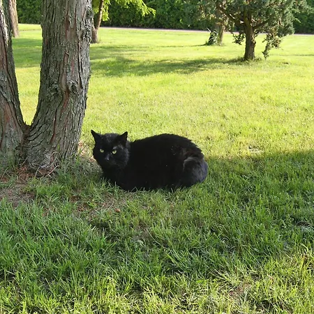 Doppelhaushaelfte, Plau Am